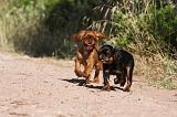 KING CHARLES SPANIEL 185